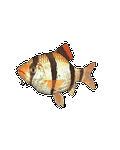 pic for Tiger Barb Fish